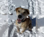 Small #2 Labrador Retriever Mix