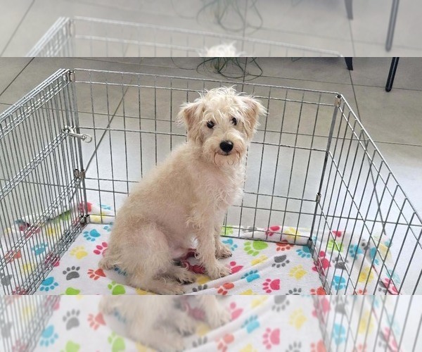Medium Photo #3 Schnoodle (Miniature) Puppy For Sale in ORO VALLEY, AZ, USA