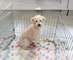 Small #2 Schnoodle (Miniature)