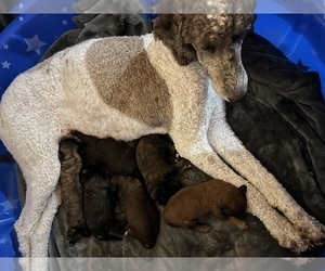 Mother of the Poodle (Standard) puppies born on 07/02/2025