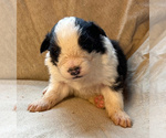 Small Photo #4 Border Collie Puppy For Sale in MOSIER, OR, USA