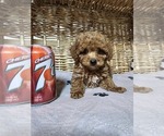 Small Photo #1 Poodle (Toy) Puppy For Sale in NEENAH, WI, USA