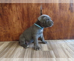Small Photo #17 Cane Corso Puppy For Sale in APPLE VALLEY, CA, USA