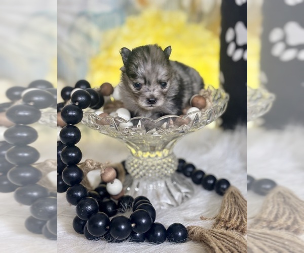 Medium Photo #1 Pomeranian Puppy For Sale in RIPLEY, MS, USA