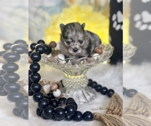 Pomeranian Puppy for Sale in RIPLEY, Mississippi USA