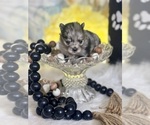 Small Pomeranian