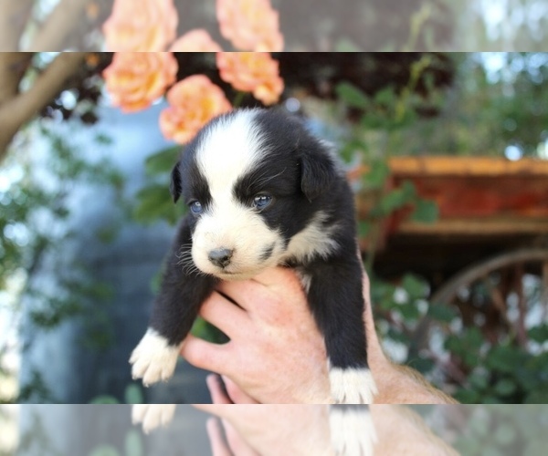 Medium Photo #23 Australian Shepherd Puppy For Sale in ACTON, CA, USA