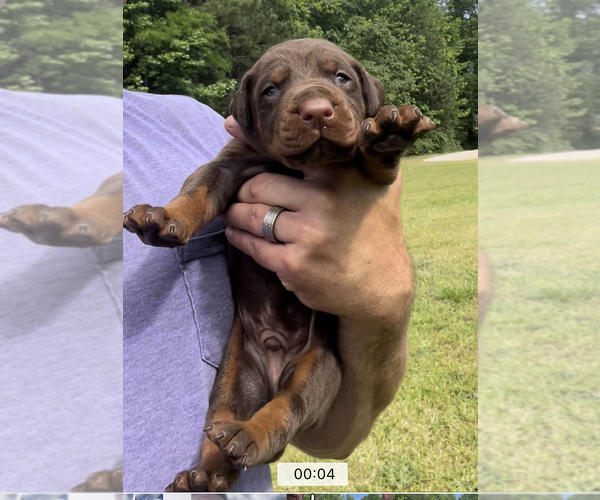 Medium Photo #4 Doberman Pinscher Puppy For Sale in CHESTER, SC, USA