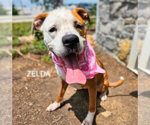 Boxer Dogs for adoption in Maryville, TN, USA