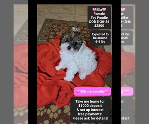Poodle (Toy) Puppy for sale in TUCSON, AZ, USA
