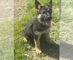 Puppy Lime Collar German Shepherd Dog