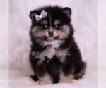 Small Photo #11 Pomeranian Puppy For Sale in WARSAW, IN, USA