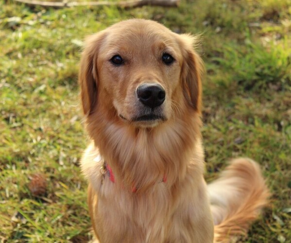 Medium Photo #1 Golden Retriever Puppy For Sale in EYOTA, MN, USA