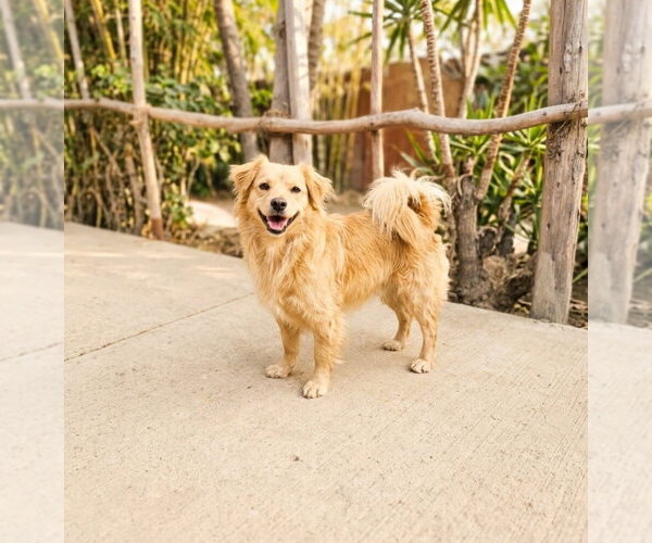 Medium Photo #1 Cockeranian Puppy For Sale in Escondido, CA, USA