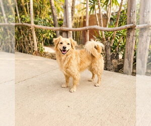 Cockeranian Dogs for adoption in Escondido, CA, USA