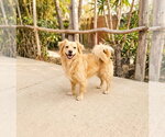 Dusty - Male Cockeranian Dog for Adoption - Small photo