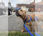 MAPLE - Female Labrador Retriever-Unknown Mix Dog for Adoption - Small photo