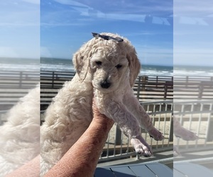 Poodle (Standard) Puppy for sale in NIPOMO, CA, USA