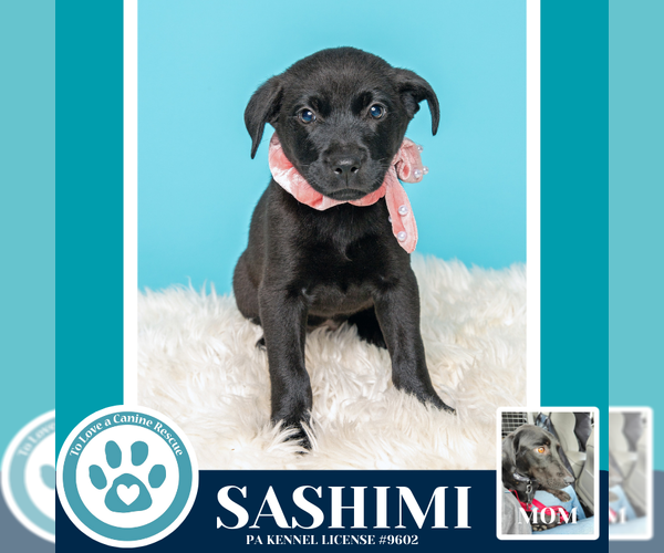 Medium Photo #4 Labrador Retriever Puppy For Sale in Kimberton, PA, USA