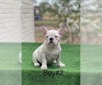 Small Photo #4 French Bulldog Puppy For Sale in EL CAMPO, TX, USA