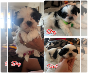 Shih Tzu Puppy for sale in SANGER, CA, USA