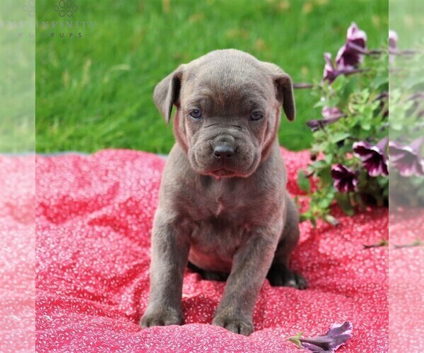Medium Photo #1 Cane Corso Puppy For Sale in MYERSTOWN, PA, USA