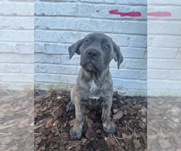 Medium Photo #5 Cane Corso Puppy For Sale in PALOS HEIGHTS, IL, USA