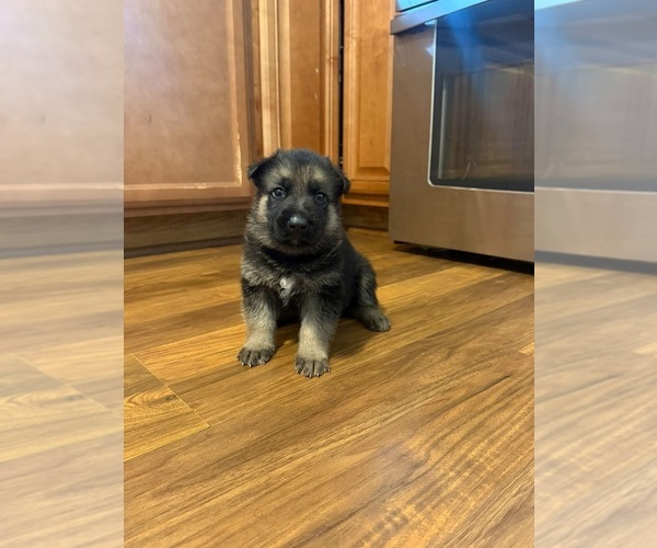 Medium Photo #1 German Shepherd Dog Puppy For Sale in MADISON, NC, USA