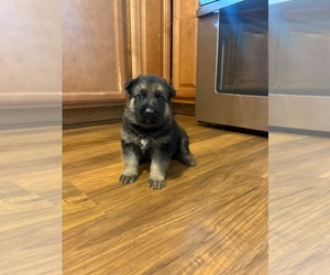German Shepherd Dog Puppy for Sale in MADISON, North Carolina USA