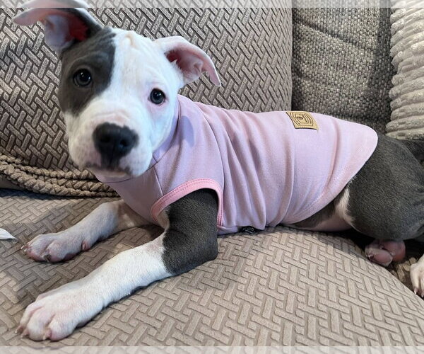 Medium Photo #2 Mutt Puppy For Sale in Spotsylvania, VA, USA