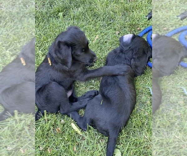 Medium Photo #1 Labradoodle Puppy For Sale in JONES, MI, USA