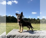 Small #2 German Shepherd Dog