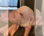 Small #5 Bulldog
