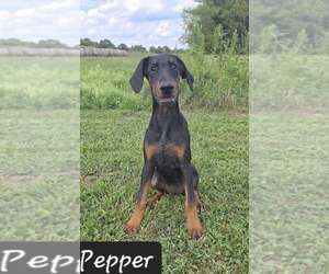 Doberman Pinscher Puppy for sale in POMEROY, OH, USA