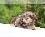 Small #19 ShihPoo