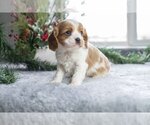 Puppy Louie Cavalier King Charles Spaniel