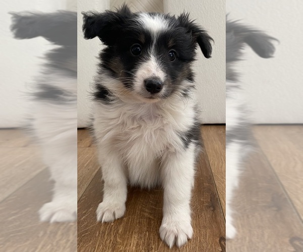 Medium Photo #11 Shetland Sheepdog Puppy For Sale in CHESAPEAKE, VA, USA