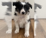Small #10 Shetland Sheepdog
