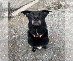 Labrador Retriever-Unknown Mix Dogs for adoption in DuQuoin, IL, USA
