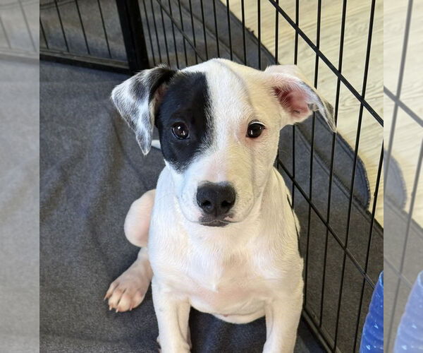 Medium Photo #2 American Pit Bull Terrier-Unknown Mix Puppy For Sale in Bolivar, MO, USA