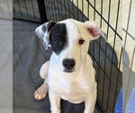 Small #1 American Pit Bull Terrier Mix