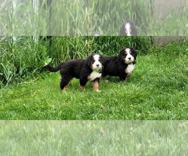 Medium Photo #21 Bernese Mountain Dog Puppy For Sale in LANSING, MI, USA