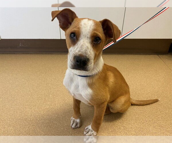 Medium Photo #1 Mutt Puppy For Sale in San Clemente, CA, USA