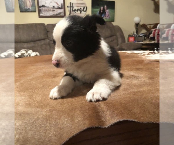 Medium Photo #1 Border Collie Puppy For Sale in BOWLING GREEN, KY, USA