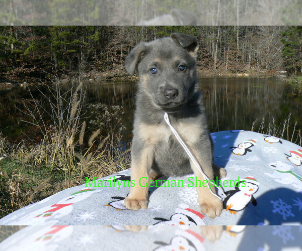 Medium Photo #2 German Shepherd Dog Puppy For Sale in PIEDMONT, MO, USA