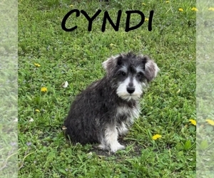 Schnoodle (Miniature) Puppy for sale in HARTLAND, MN, USA