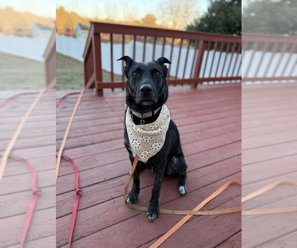 Medium Photo #2 Mutt Puppy For Sale in Boston, MA, USA