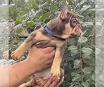 Small #6 French Bulldog