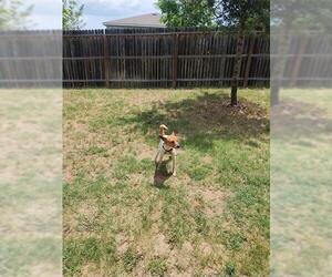 Mutt Dogs for adoption in San Antonio, TX, USA