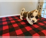 Puppy Puppy 3 Schweenie